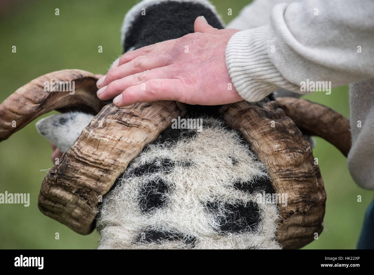 Swaledale Tup kept steady for judging at the Moorcock Show, Mossdale, Upper Wensleydale Stock Photo