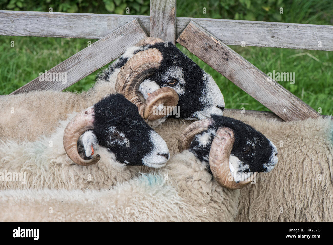 Three Swaledale tups at the Moorcock Show Stock Photo