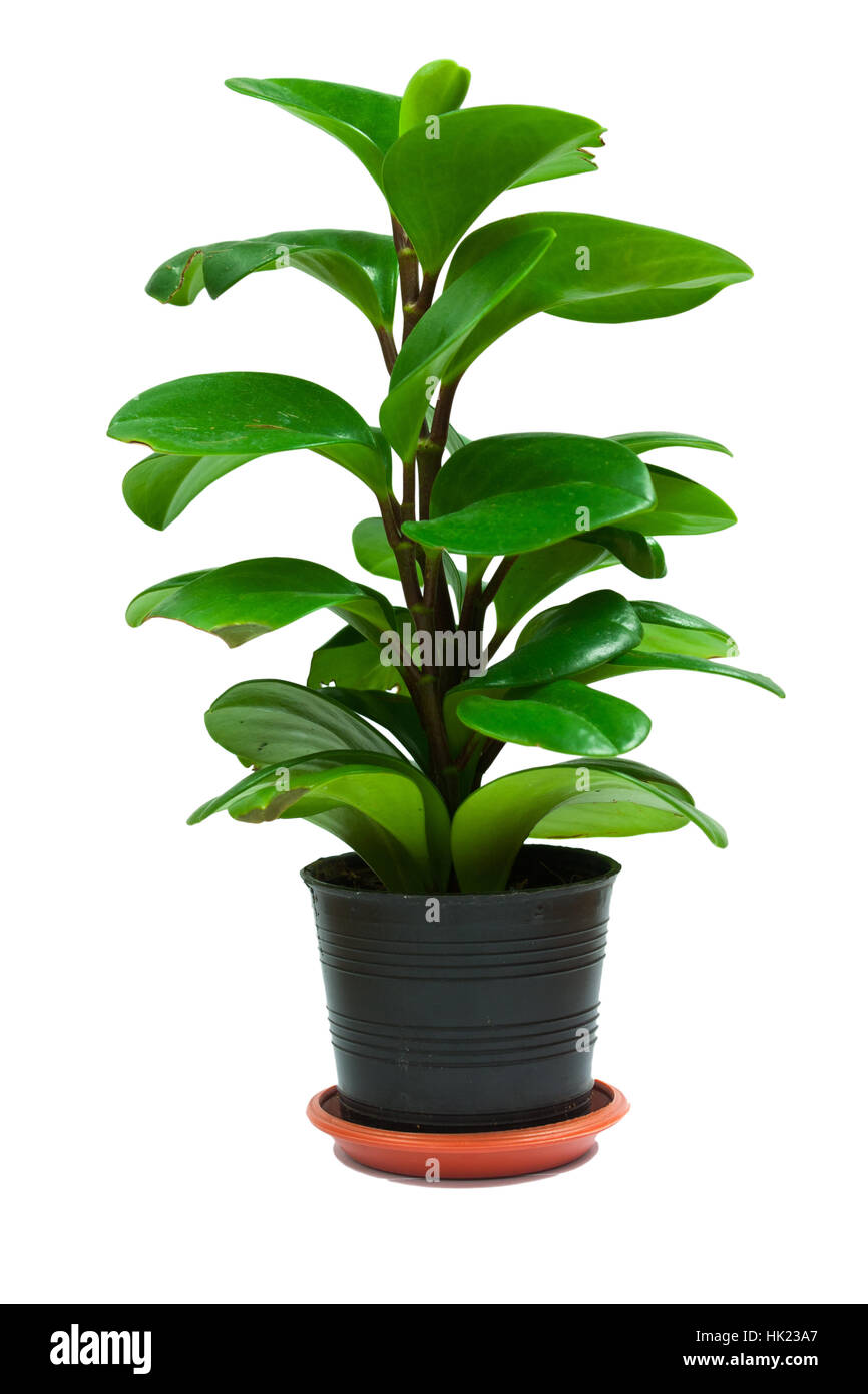 Green Epipremnum Plant On The Pot Stock Photo