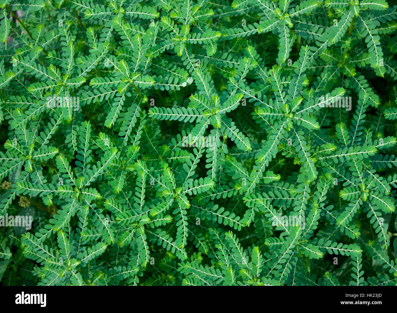 Beautiful Green Bush Background Stock Photo