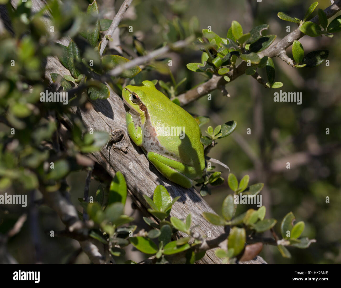 Middle Eastern Tree Frog (Hyla savignii) amongst foliage. Stock Photo