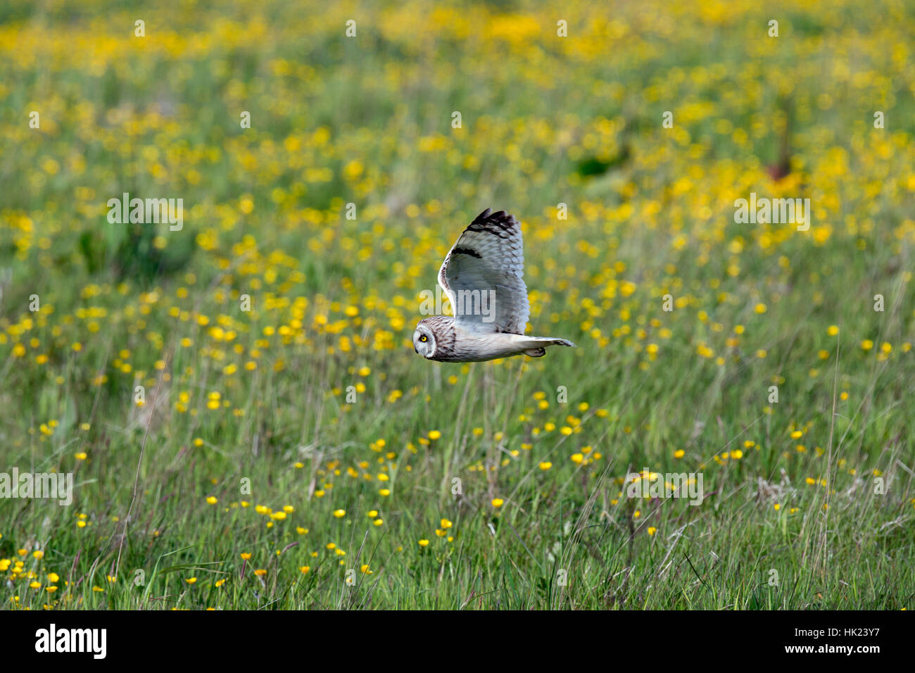 Short Eared Owl; Asio flammeus Single in Flight; Orkney; Scotland; UK Stock Photo