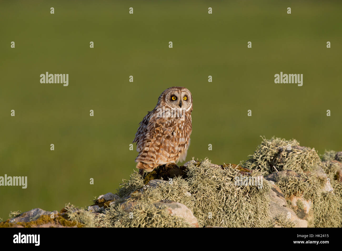 Short Eared Owl; Asio flammeus Single on Wall; Orkney; Scotland; UK Stock Photo