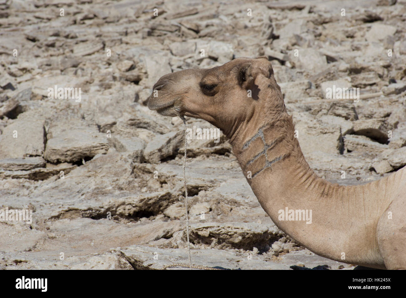 Camel posing in the Danakil Depression, Ethiopian desert, at the military base camp below the Erta Ale volcano Stock Photo