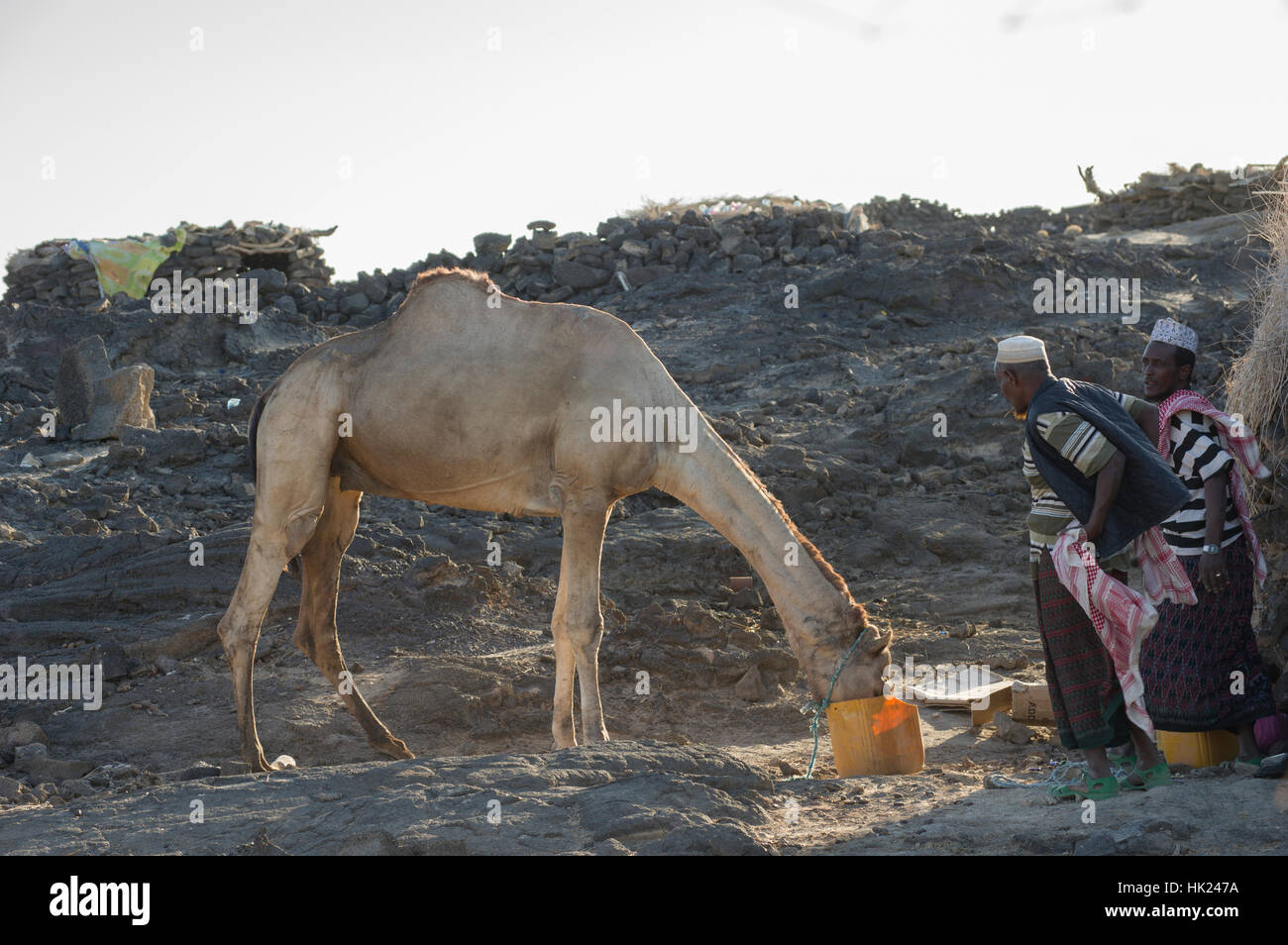 Camel Drinking Water In The Danakil Depression Ethiopian Desert At Stock Photo Alamy
