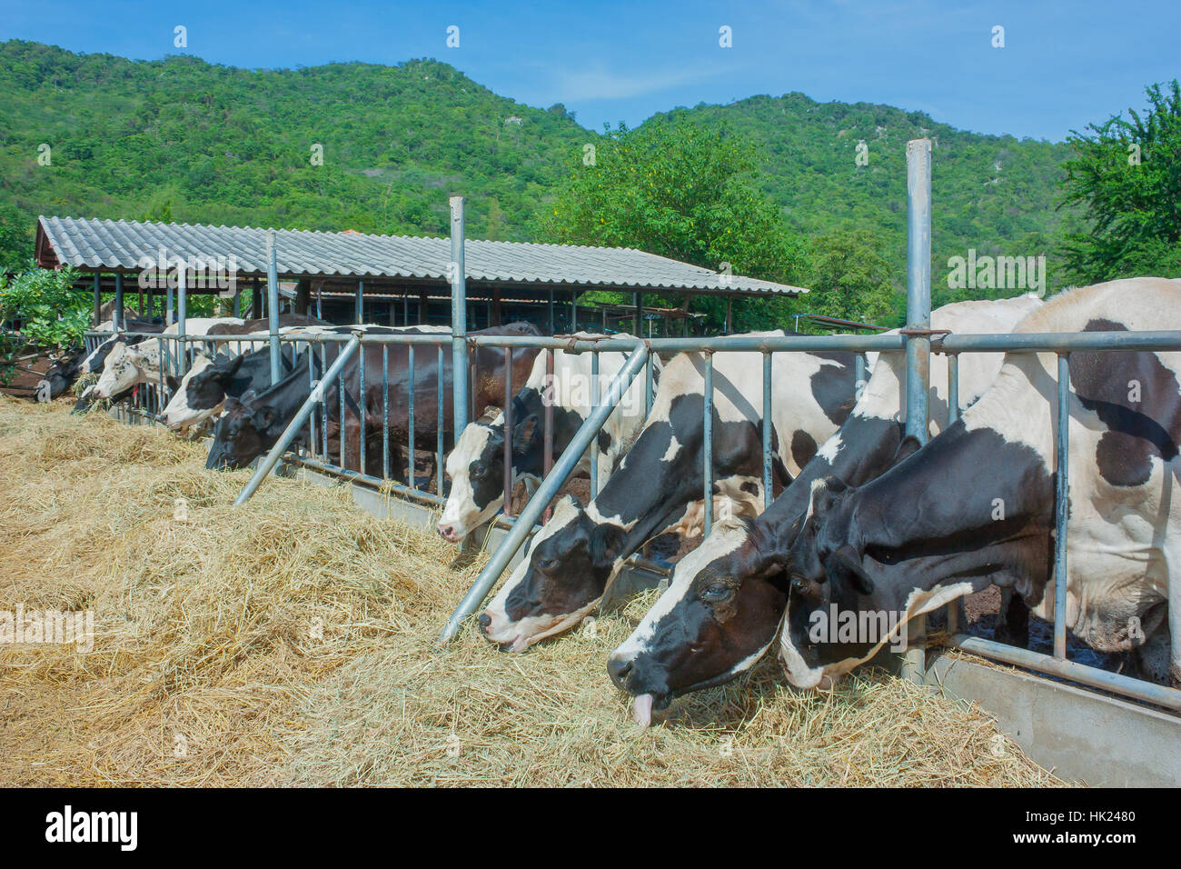 Herd Of Cows Eating Hay In The Stable Stock Photo