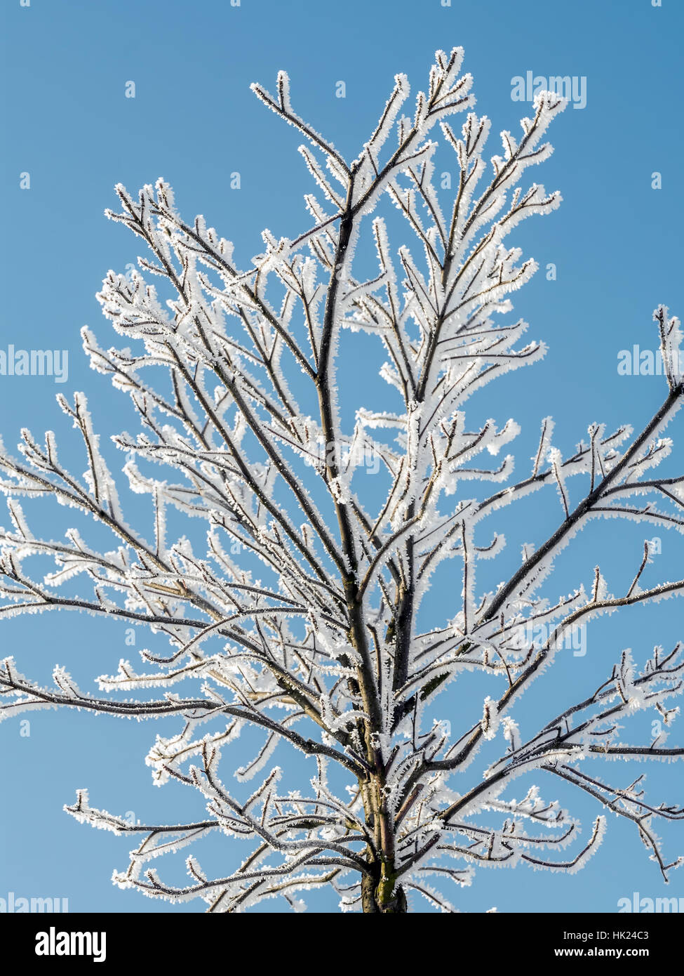 Frosted tree against blue sky Stock Photo