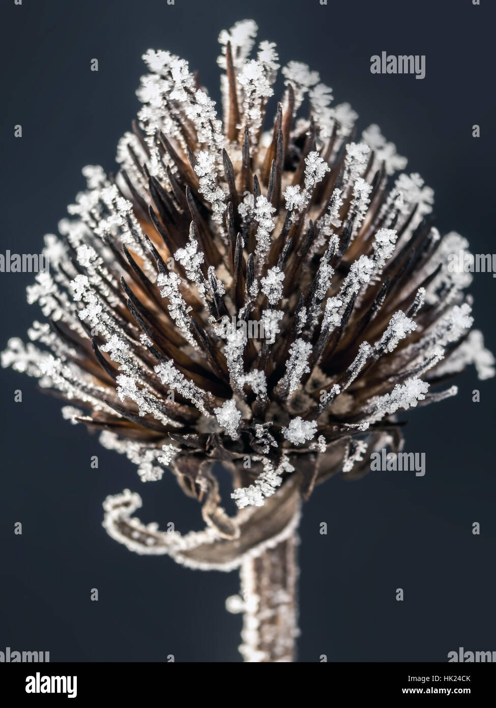 Frosted dried echinacea flower on black background Stock Photo