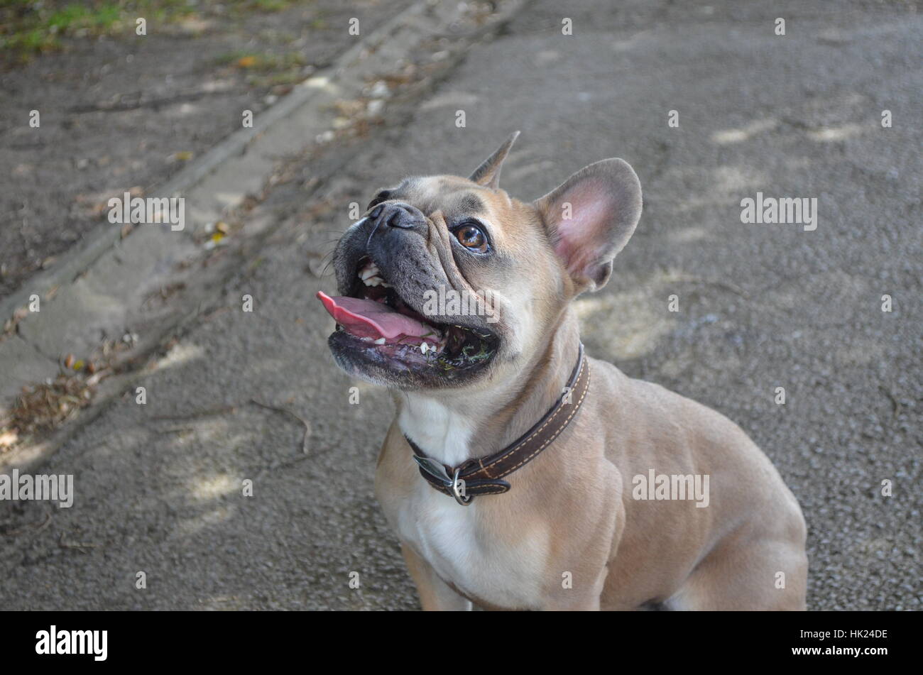 Boston Terrier, French Bulldog, Stock Photo