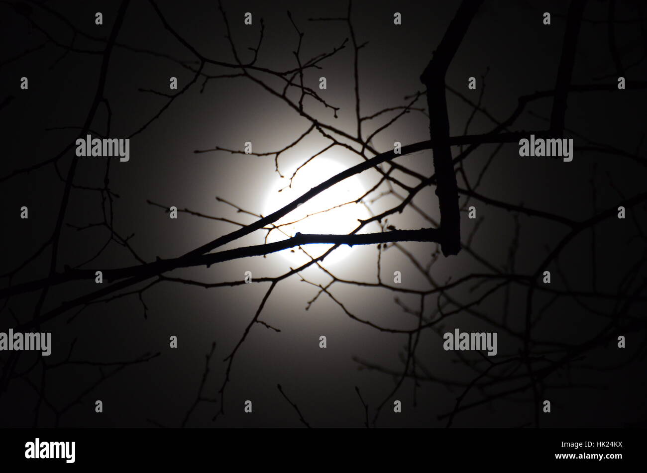 Full moon shines bright behind the tree branches Stock Photo