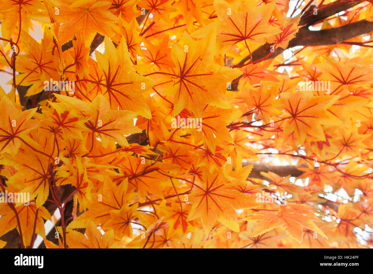 Orange Maple Leaves Pattern Background Stock Photo