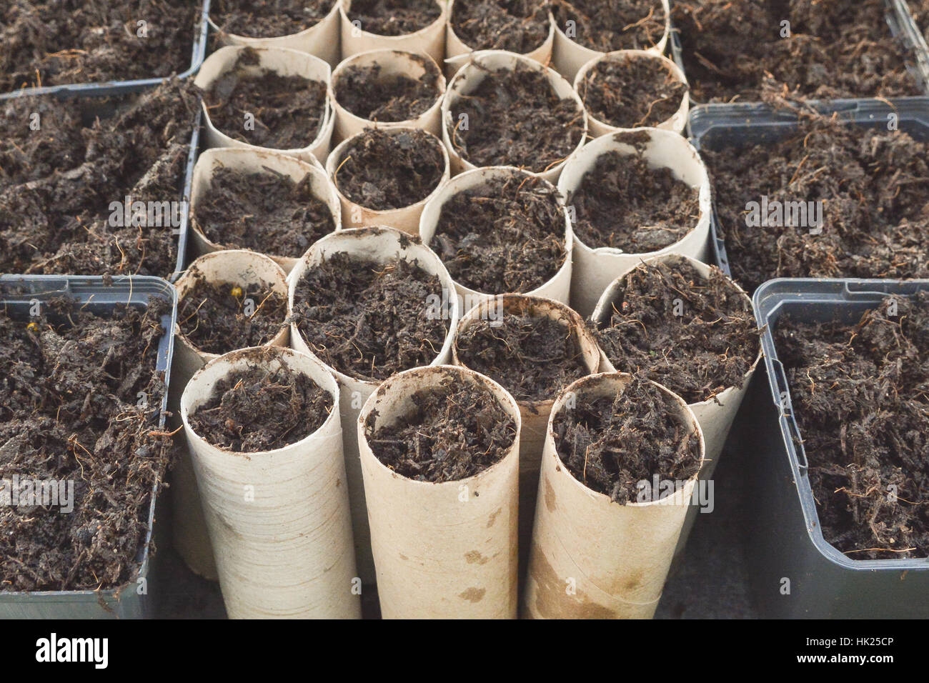 sowing sweet pea seeds in toilet roll tubes - useful because of the long root run needed Stock Photo
