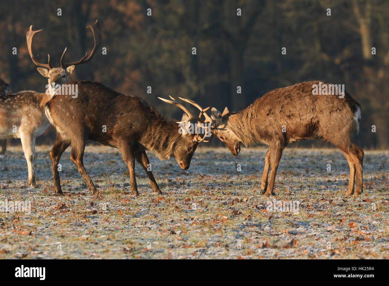 Fighting Manchurian Sika Deer (Cervus nippon mantchuricus ) at first