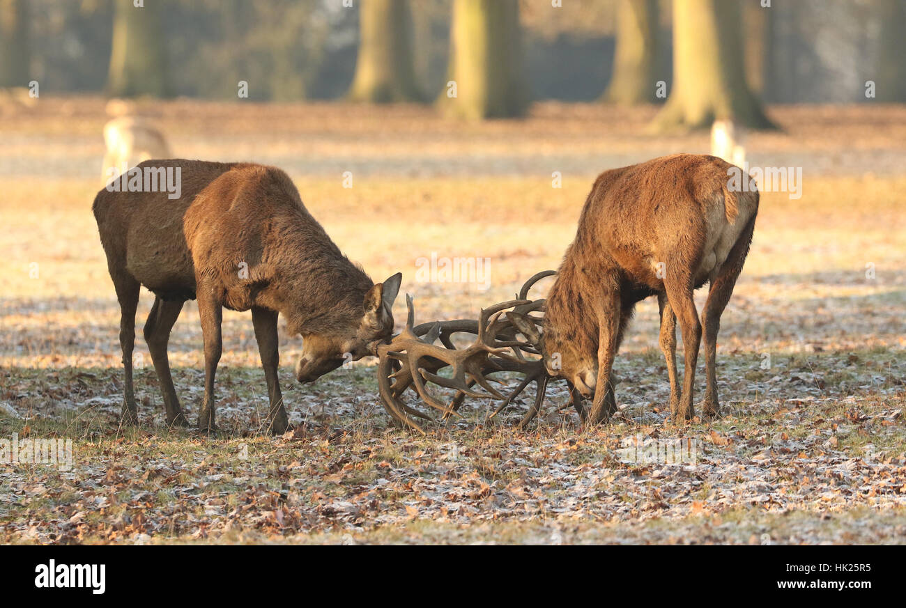 Fighting Red Deer (Cervus elaphus) on a cold frosty winter morning. Stock Photo