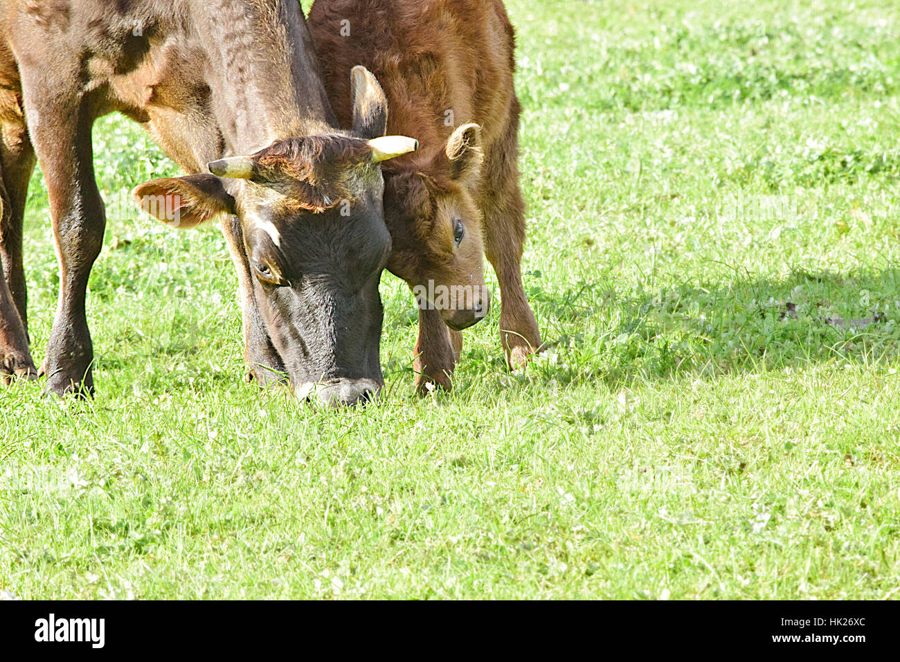 Cows at Churchill Heritage Farm, Churchill Island, Victoria, Australia Stock Photo