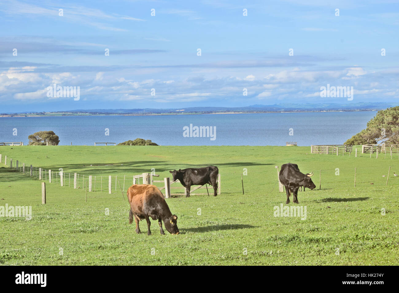 Cows Grazing at Churchill Heritage Farm, Churchill Island, Victoria, Australia Stock Photo