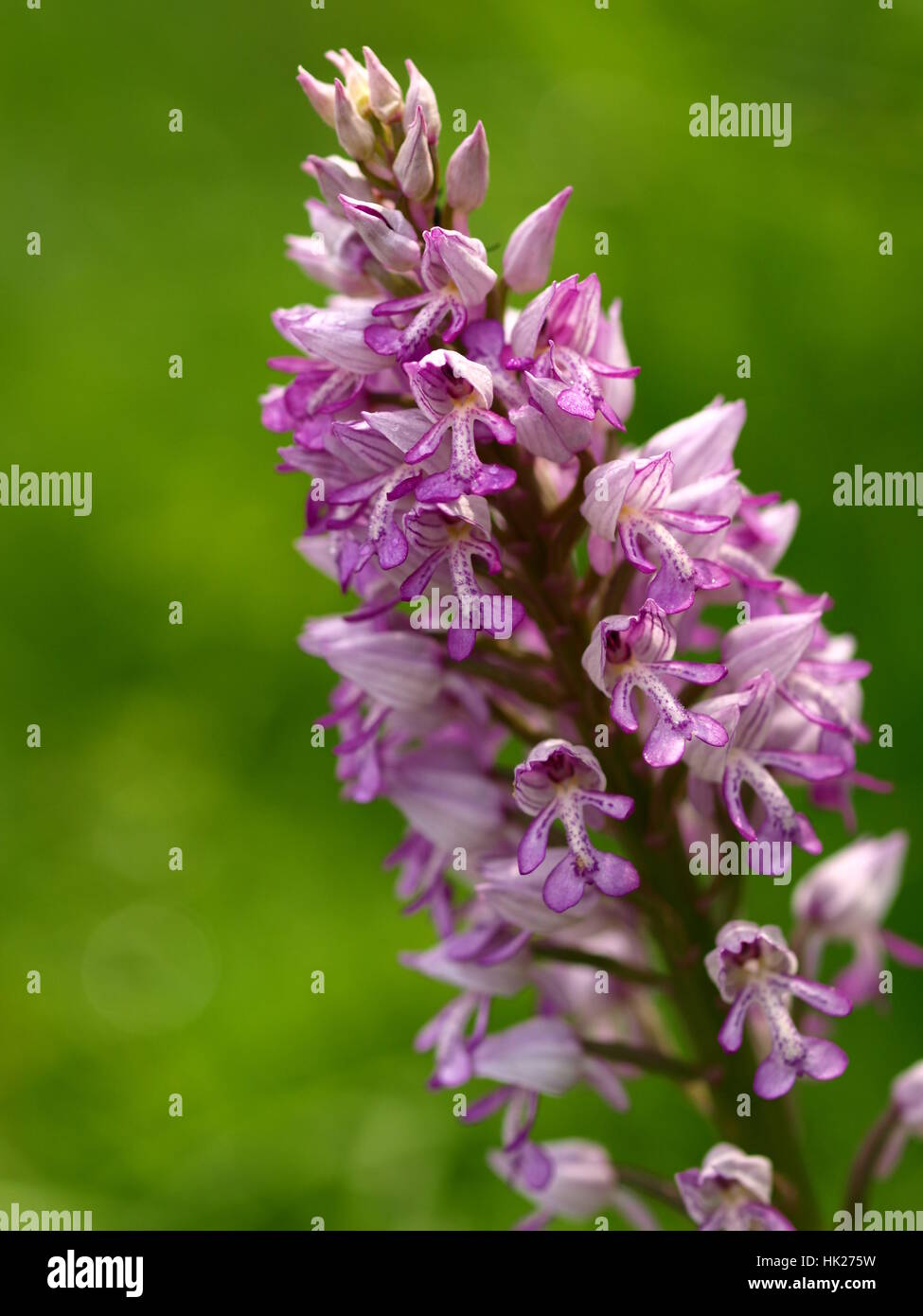 inflorescence of helmet-leaved orchid Stock Photo