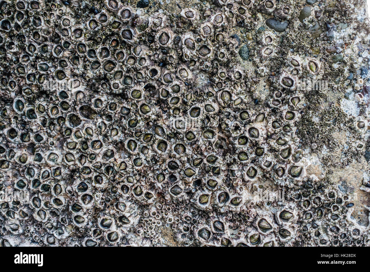 A closeup shot of barnacles on a seawall. Stock Photo