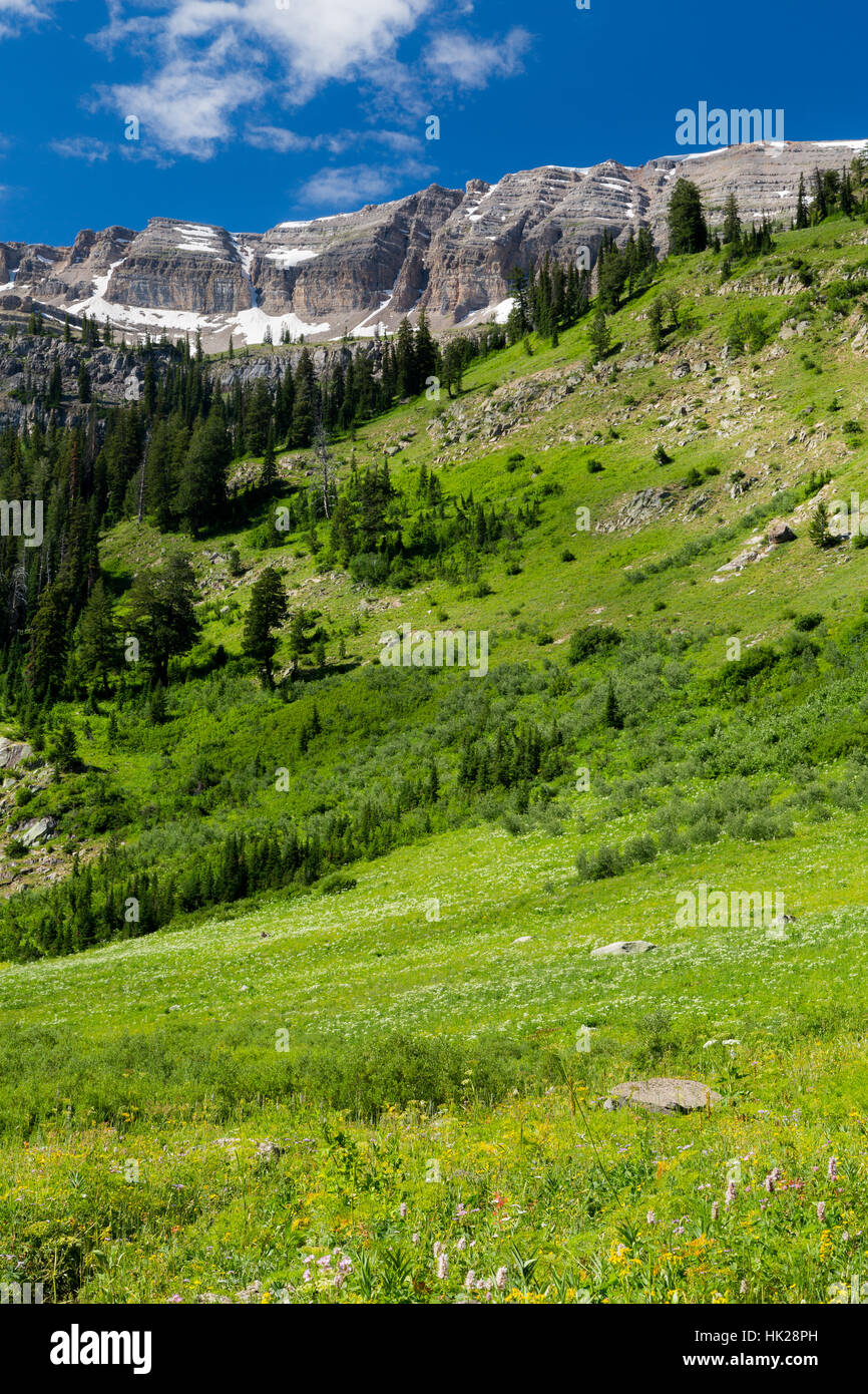 Cowparsnip wildflowers with other wildflowers in Teton Canyon along the
