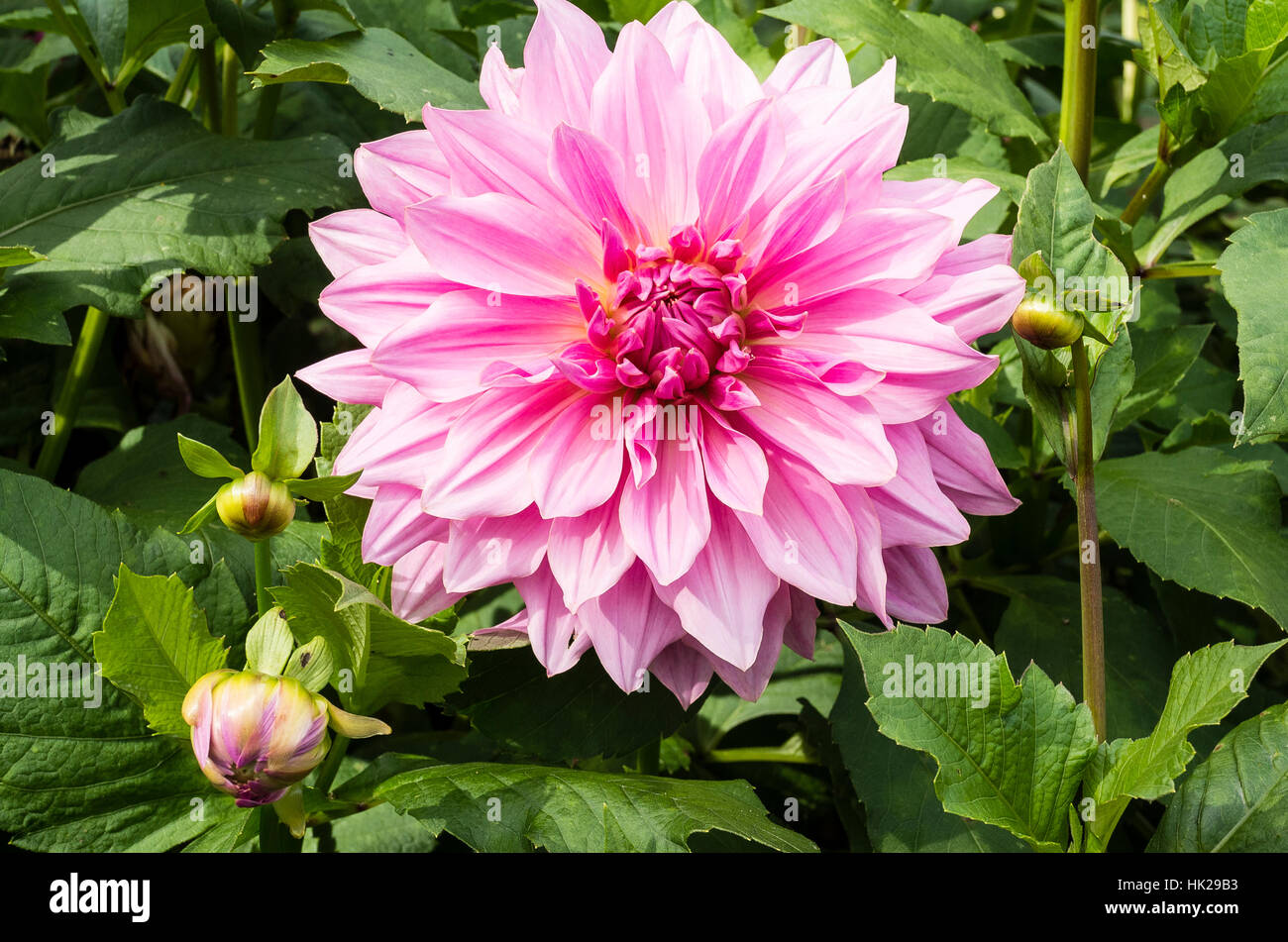 Dahlia Holly Hill Big Pink flowering in September in the UK Stock Photo