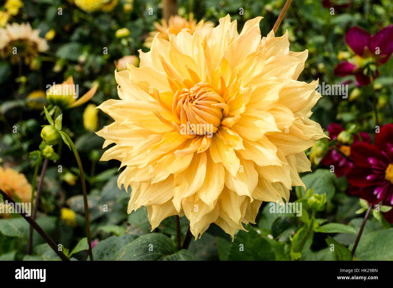 Dahlia Hamari Gold flowering in September in UK Stock Photo