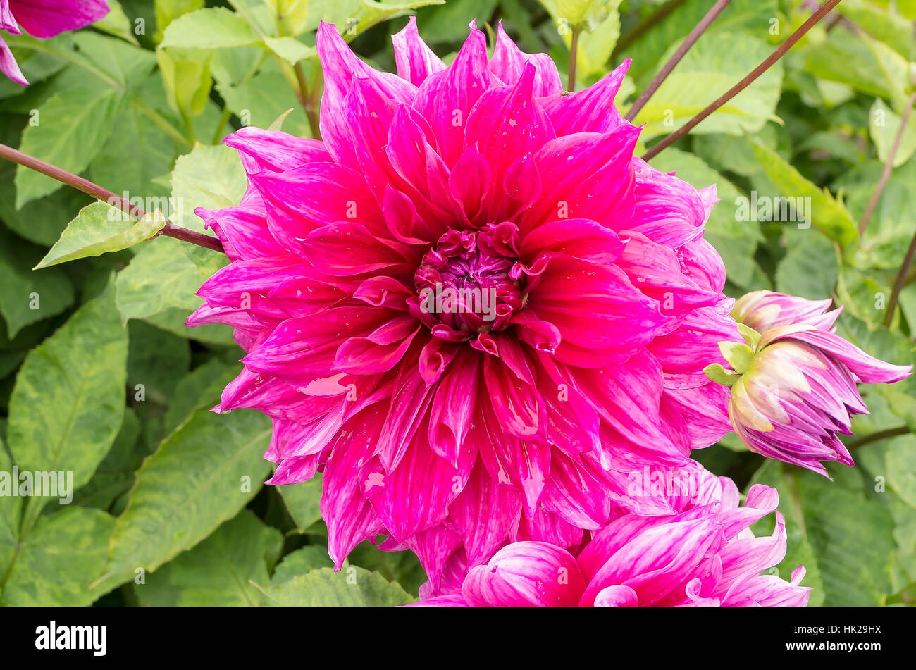 Dahlia Pennsgift in flower in Cornwall UK Stock Photo