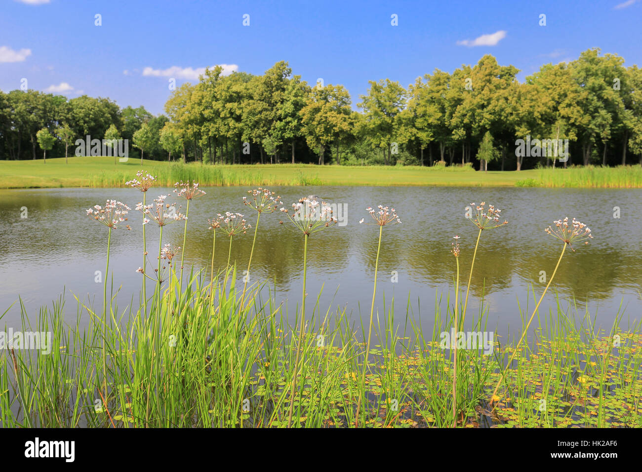 Beautiful summer landscape with lake and blue sky Stock Photo - Alamy