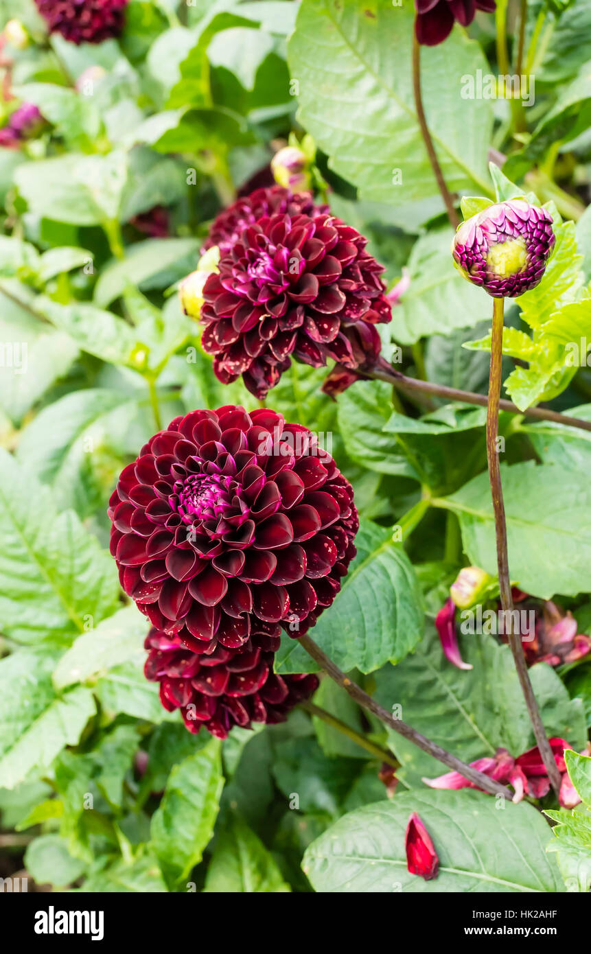 Dahlia Dark