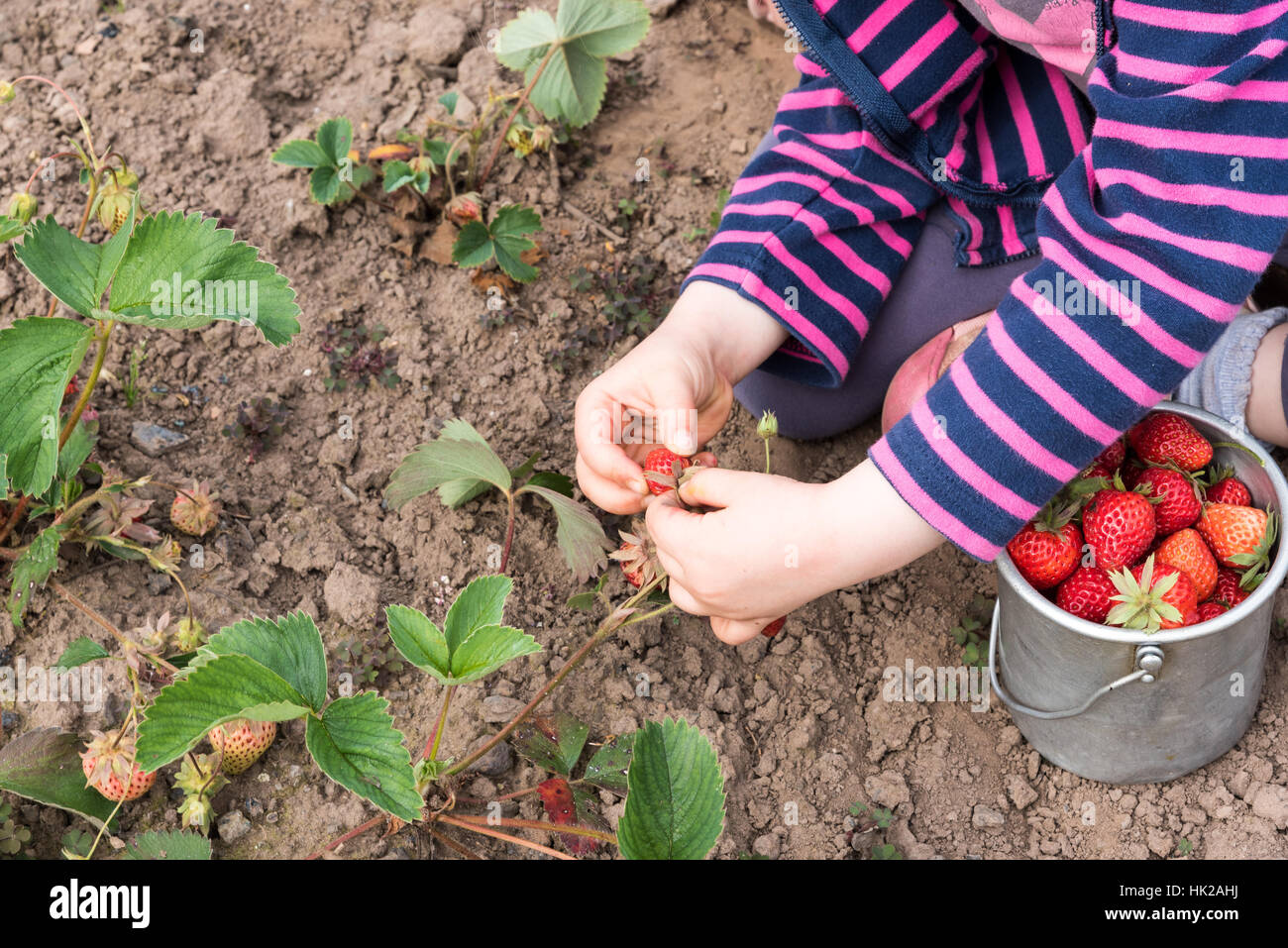 little girl picking strawberries in a garden Stock Photo - Alamy