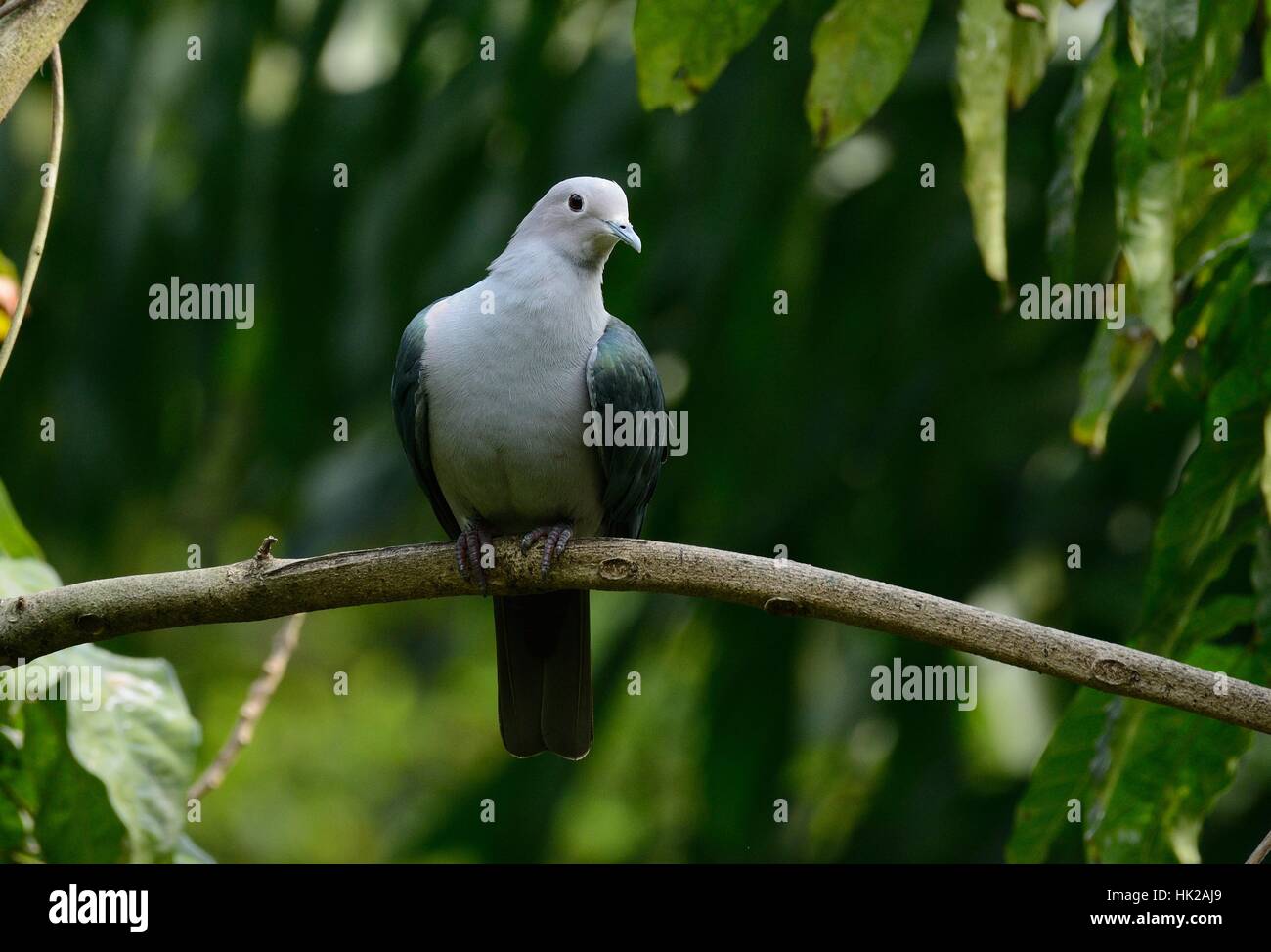 Green Imperial Pigeon (Ducula aenea) standing on branch Stock Photo