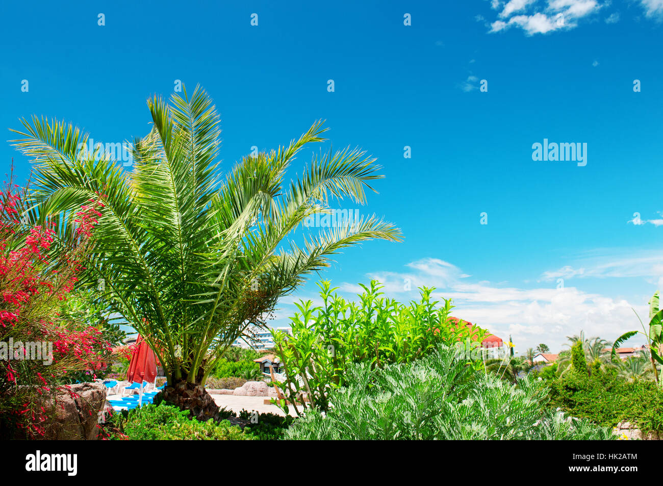 Tropical palm trees in a beautiful park Stock Photo Alamy