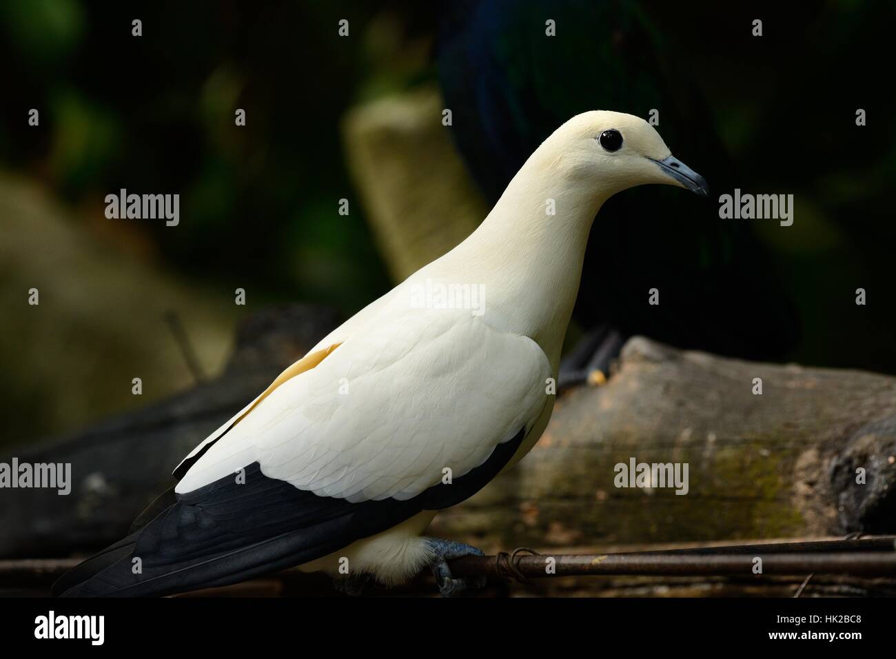 beautiful Pie Imperial Pigeon (Ducula bicolor) standing on branch Stock Photo