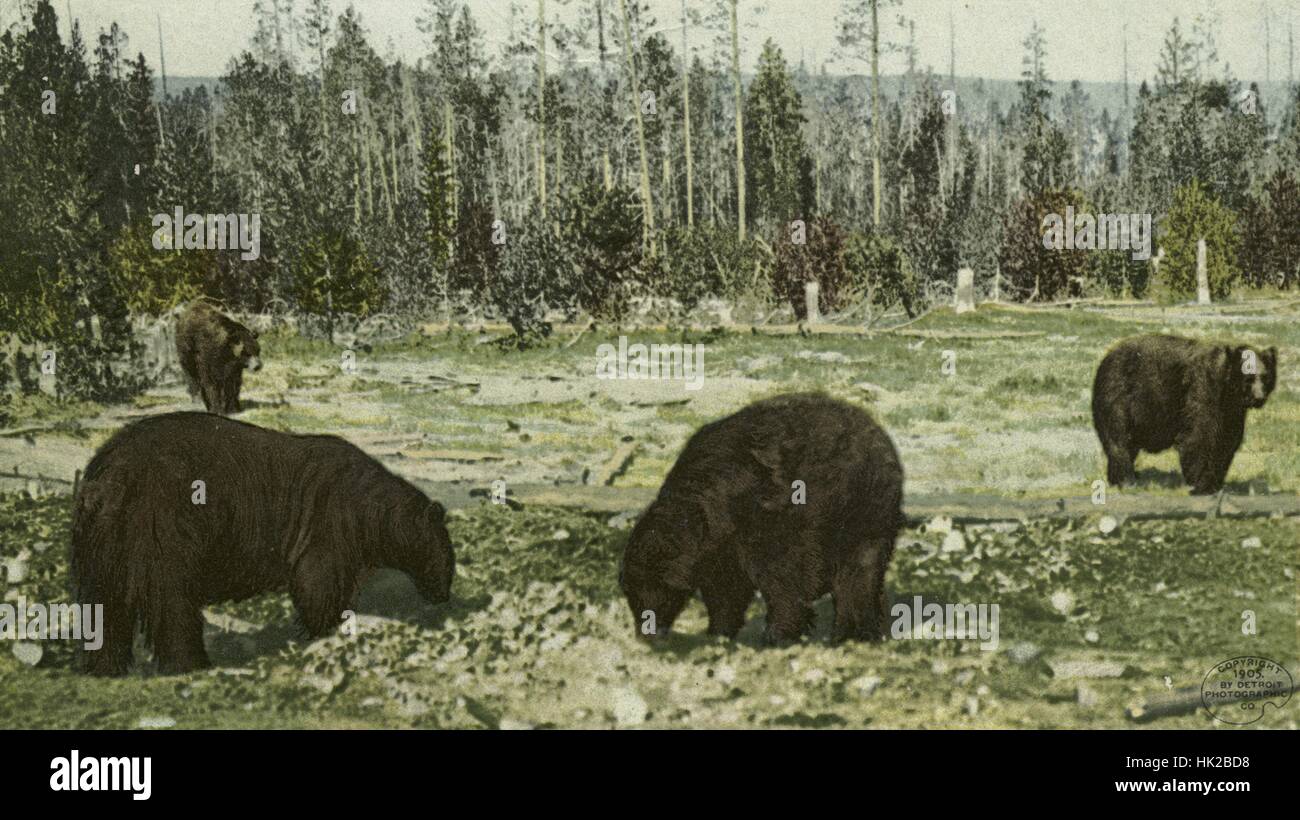 Postcard showing a group of bears in the Upper Geyser Basin, Yellowstone National Park, Wyoming, 1914. From the New York Public Library. Stock Photo