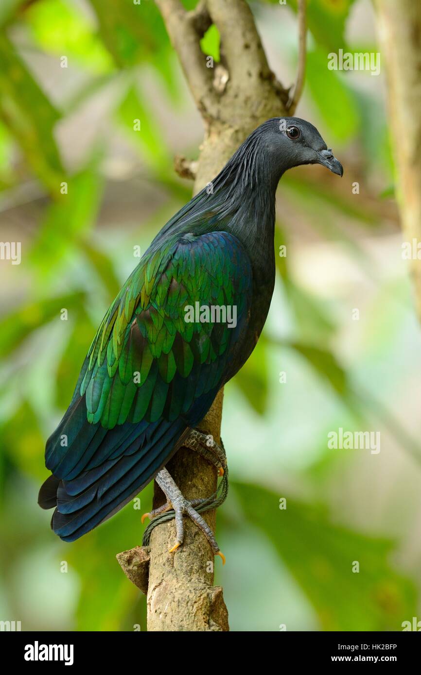 beautiful female Nicobar Pigeon (Caloenas nicobarica) standing on branch Stock Photo