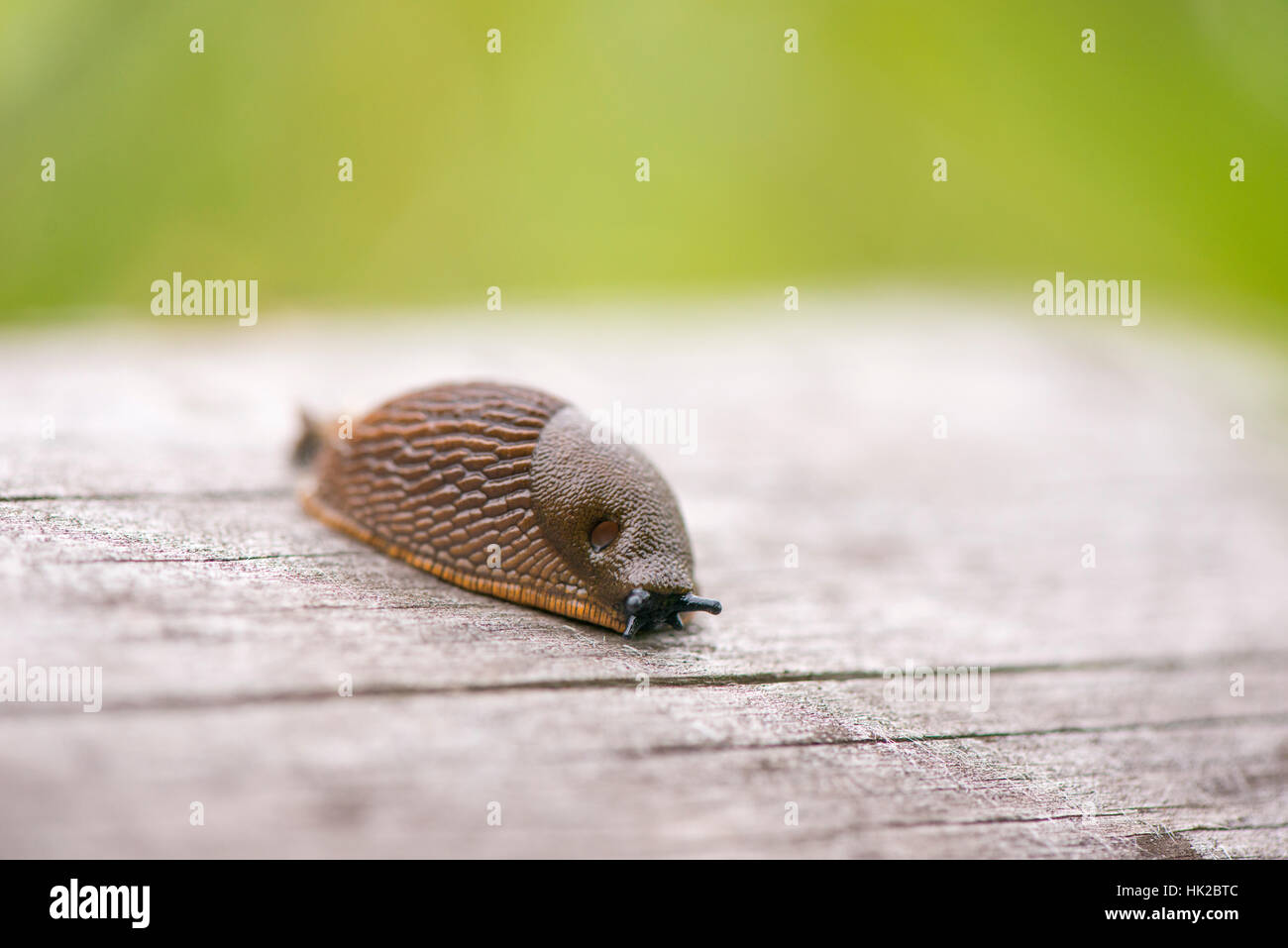 Slug tentacles hires stock photography and images Alamy