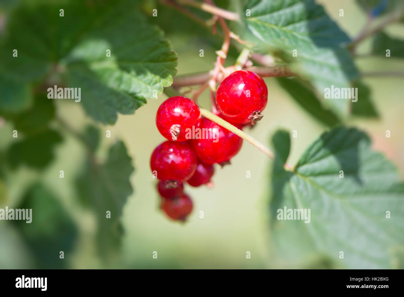 Ripe red currants on bush in garden. Close up of fresh summer berries. Stock Photo