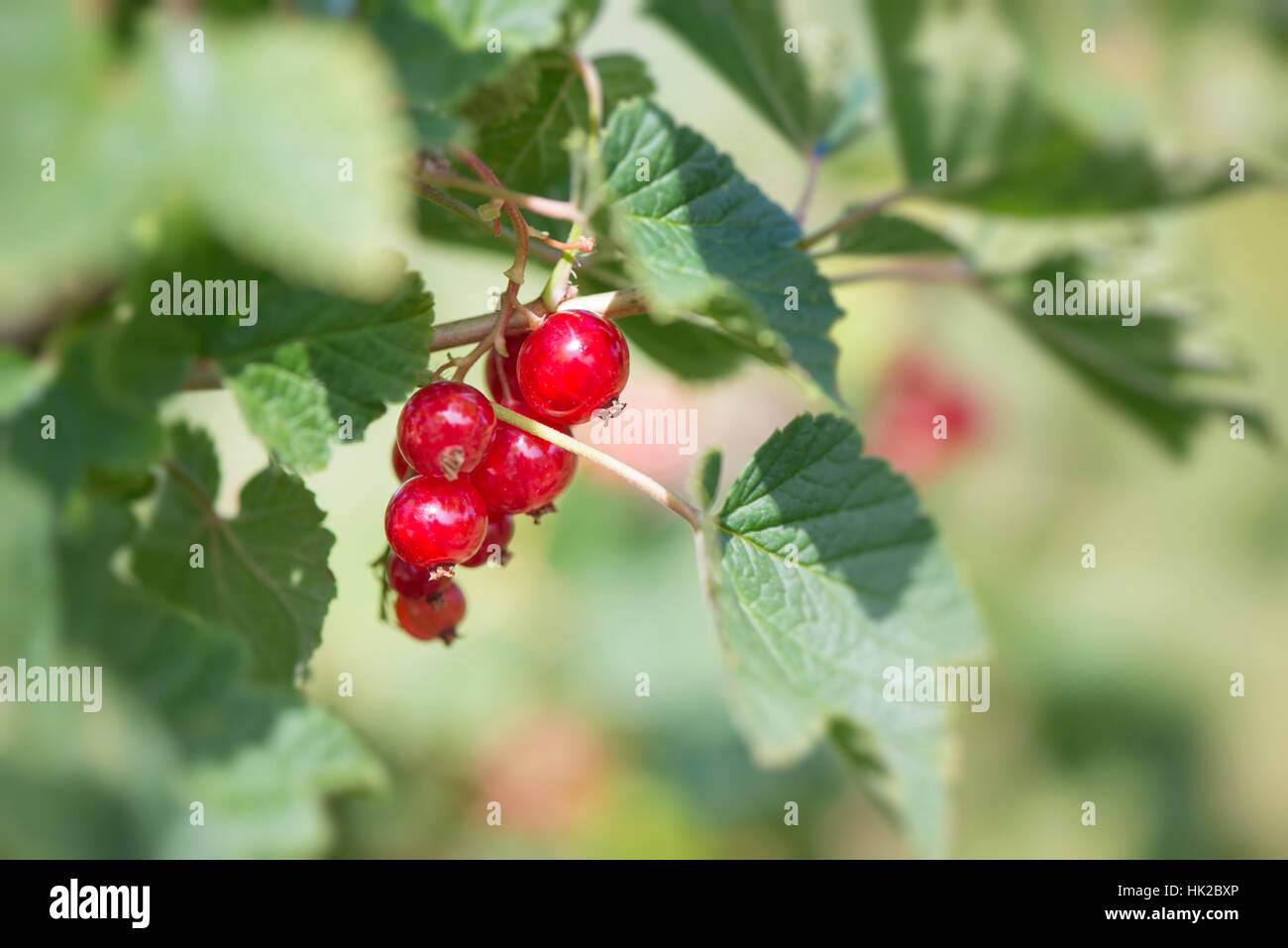 Ripe red currants on bush in garden. Close up of fresh summer berries. Stock Photo