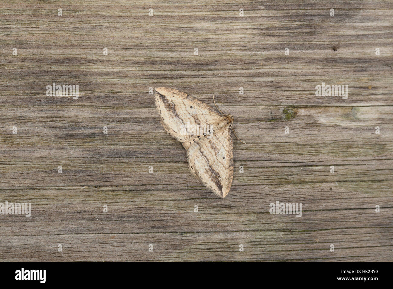 Oblique Carpet (Orthonama vittata), a local moth of wetlands, on a fence in the Norfolk Broads Stock Photo