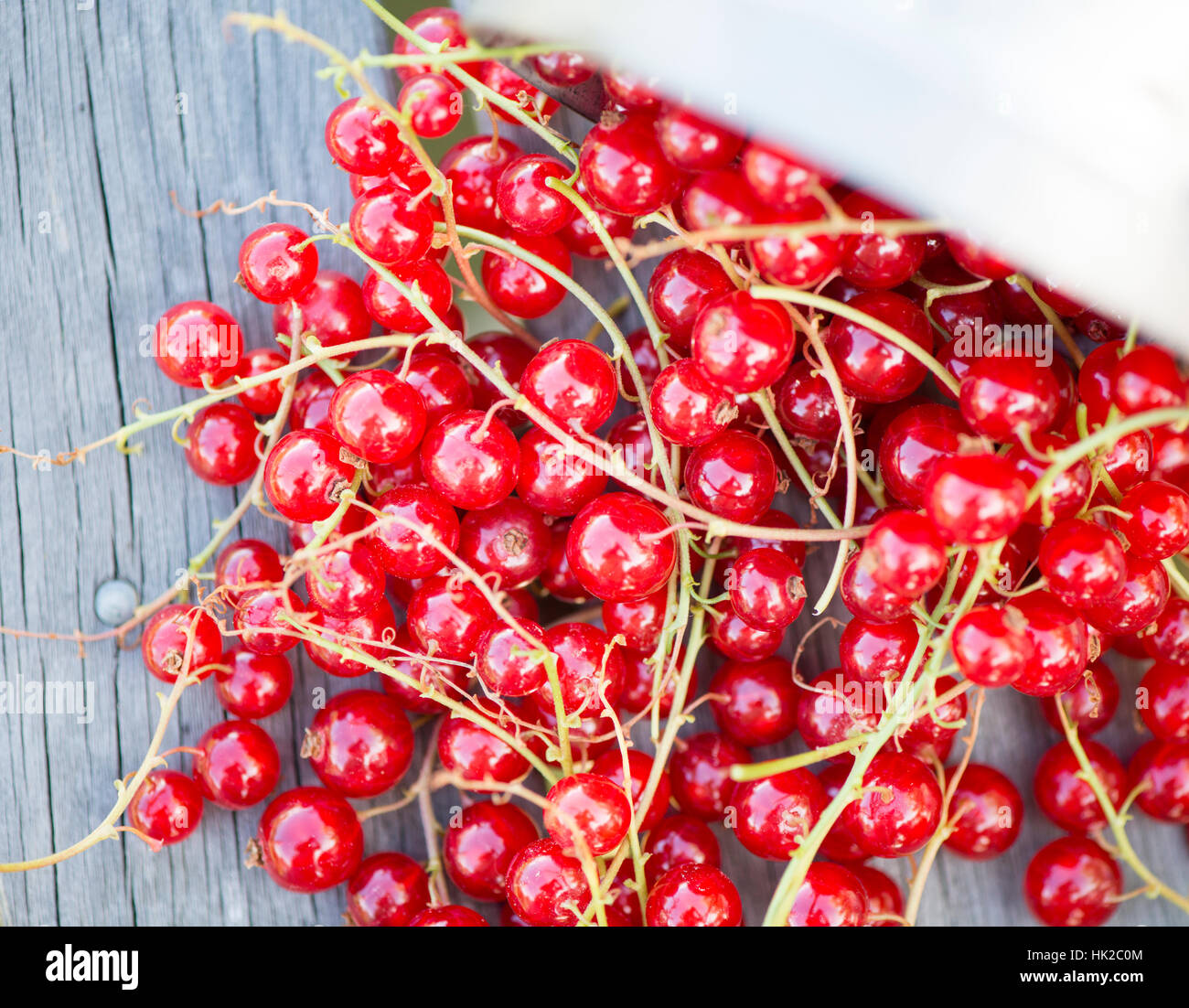 Red currants in close up. Fresh berries harvested in garden. Summer gardening. Stock Photo