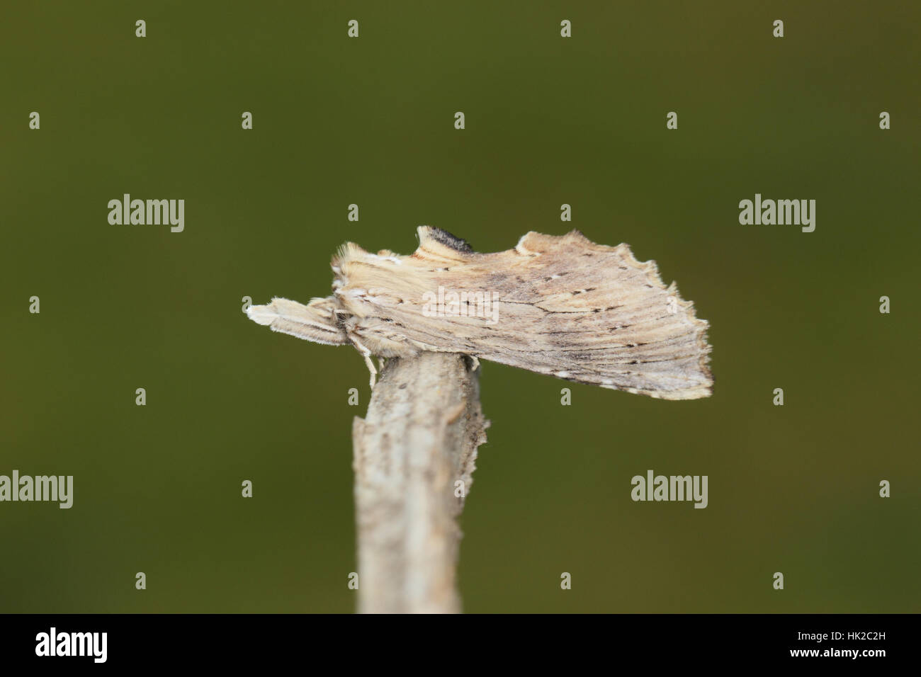 Pale Prominent (Pterostoma palpina), a bizarre, twig-like, camouflaged moth, perched on a twig in a Norfolk garden Stock Photo