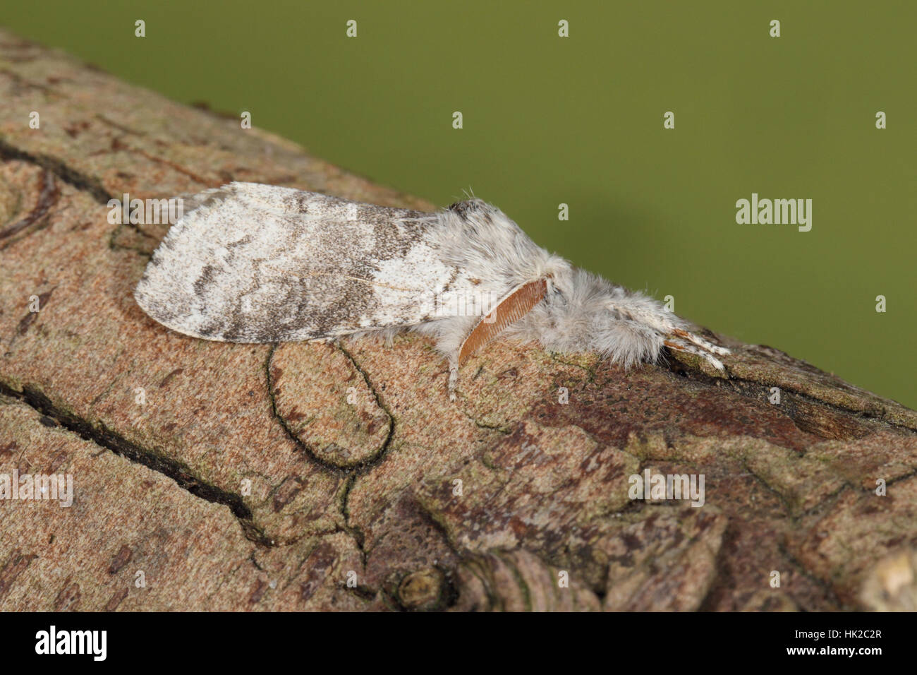 Pale Tussock (Calliteara pudibunda), a furry, white, cat-like moth lying on a branch with its legs outstretched Stock Photo
