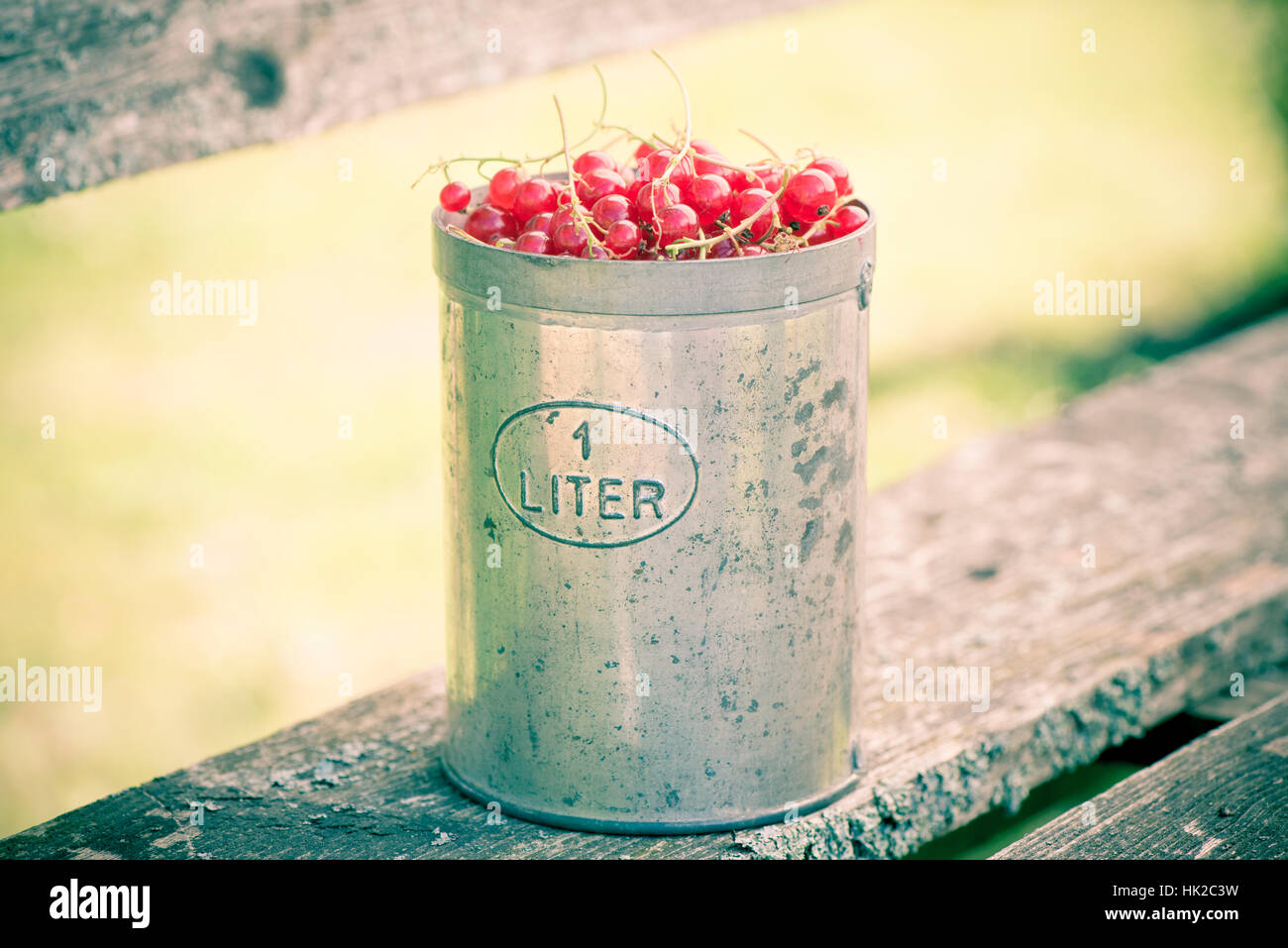 Red currant berries in bucket. Summer garden scene. Stock Photo