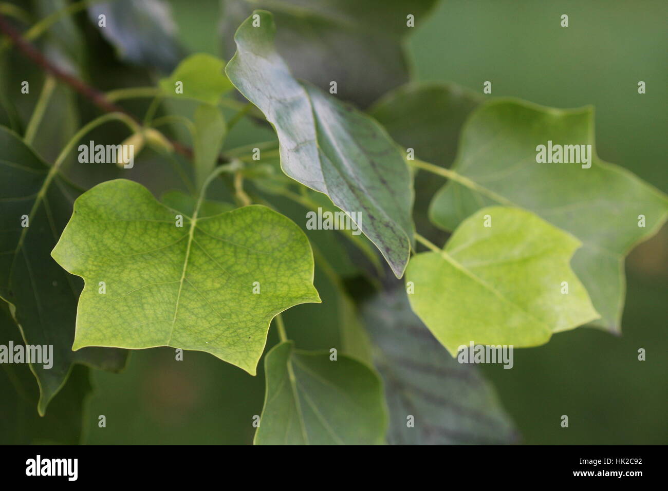Yellow Poplar Tulip Tree Leaves Stock Photo Alamy
