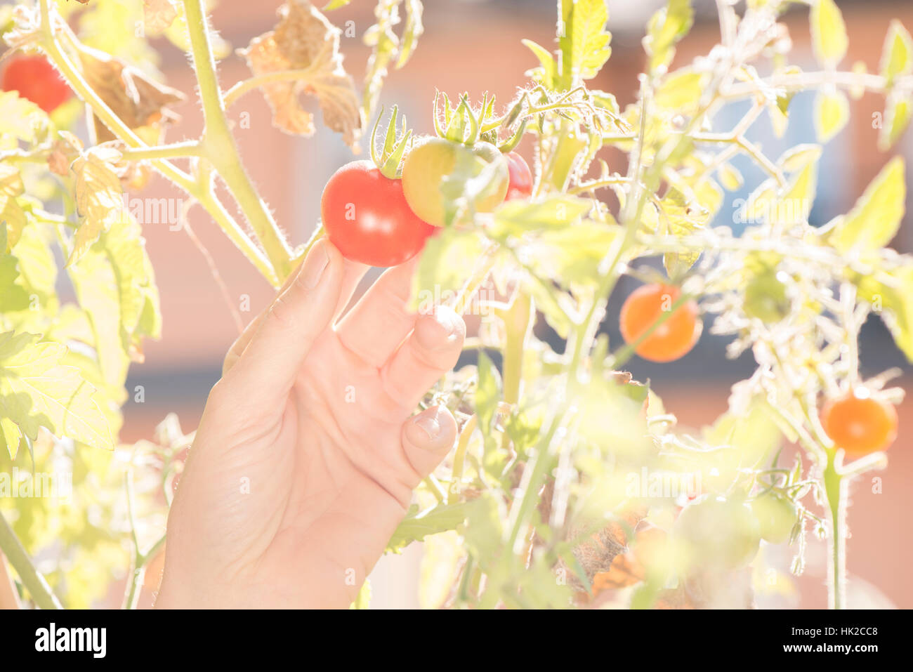 Hand holding tomato. Taking care of plants and vegetables on balcony. Concept of green lifestyle and urban garden. Stock Photo