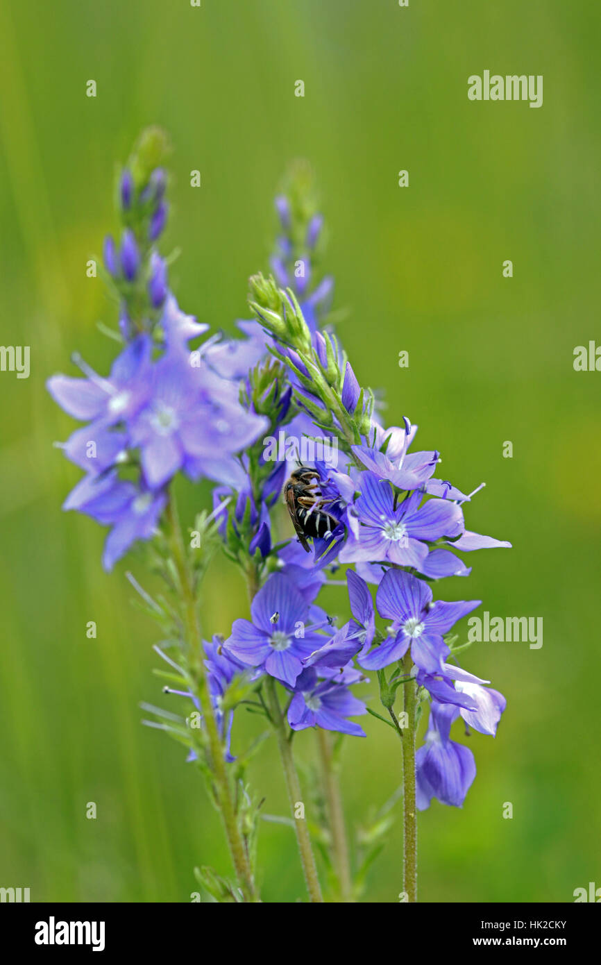 blue, blossoms, bleed, prize, blue, blossoms, azure, bleed, prize, insect, bee, Stock Photo