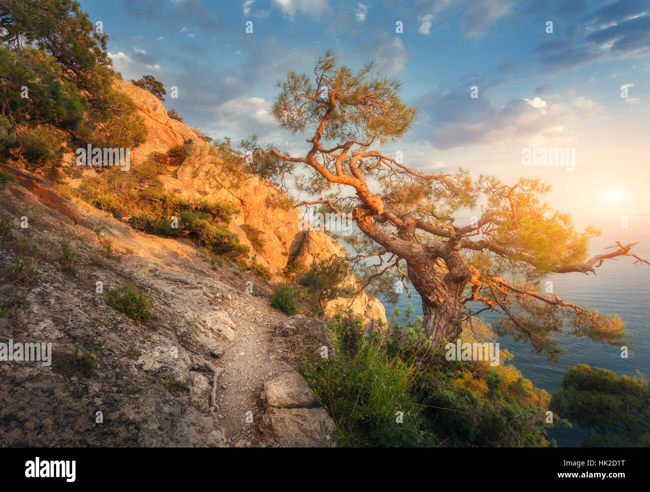 Tree on the mountain at sunrise. Colorful landscape with old tree, sea, trail, rocks and sunny sky with clouds. Summer forest Stock Photo