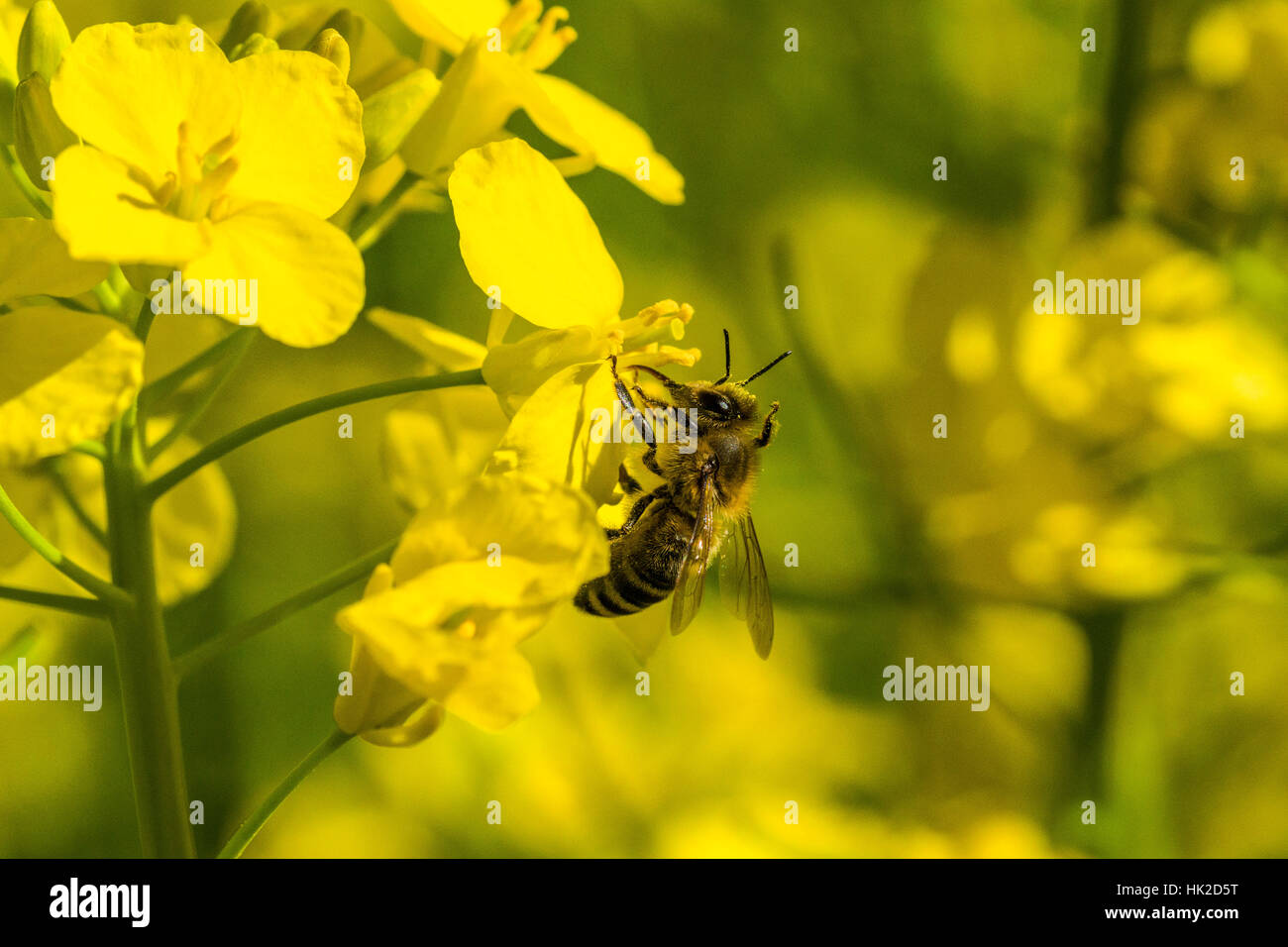 A Carniolan honey bee (Apis mellifera carnica) is collecting nectar at a yellow rapeseed blossom Stock Photo