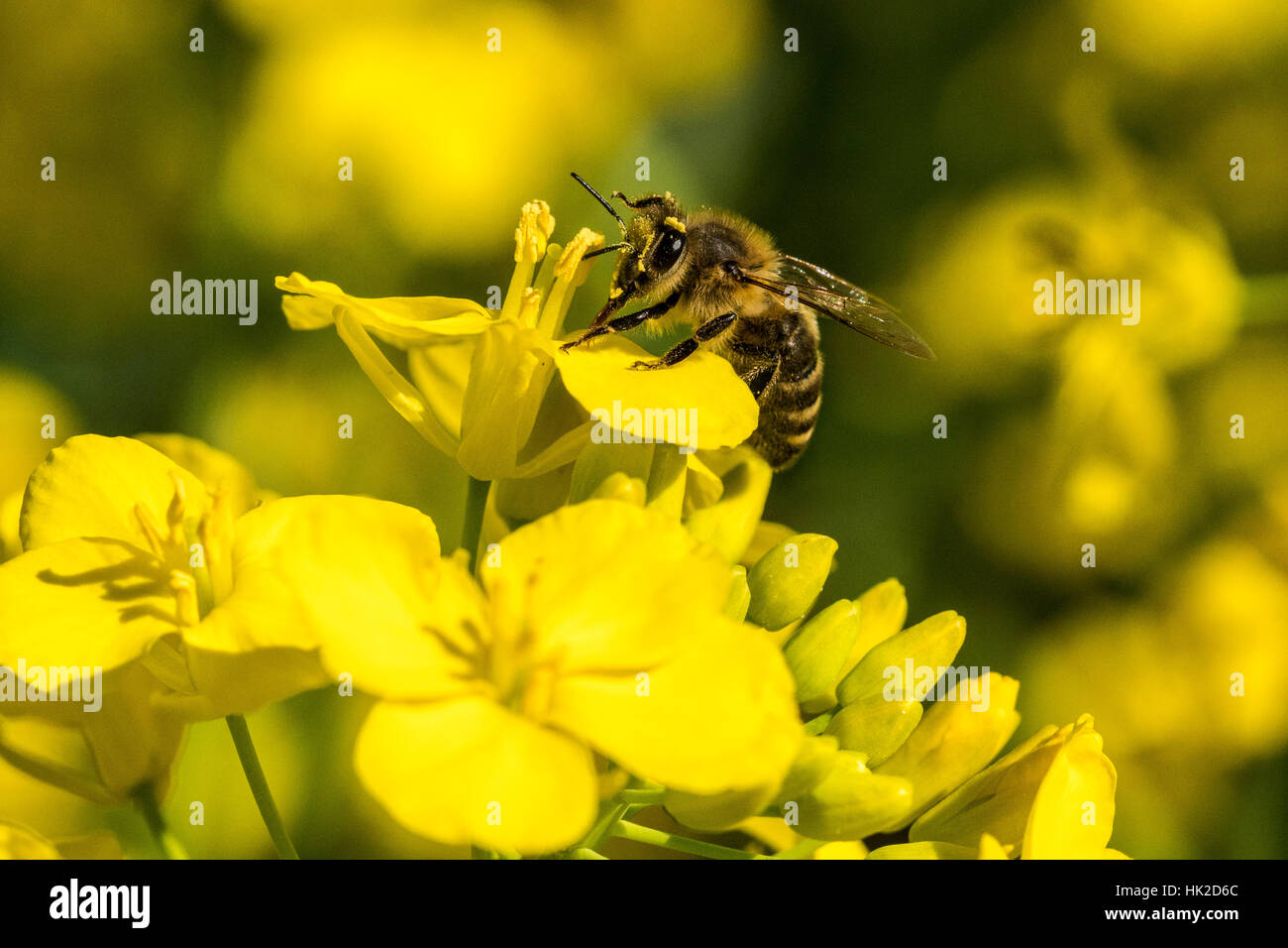 A Carniolan honey bee (Apis mellifera carnica) is collecting nectar at a yellow rapeseed blossom Stock Photo