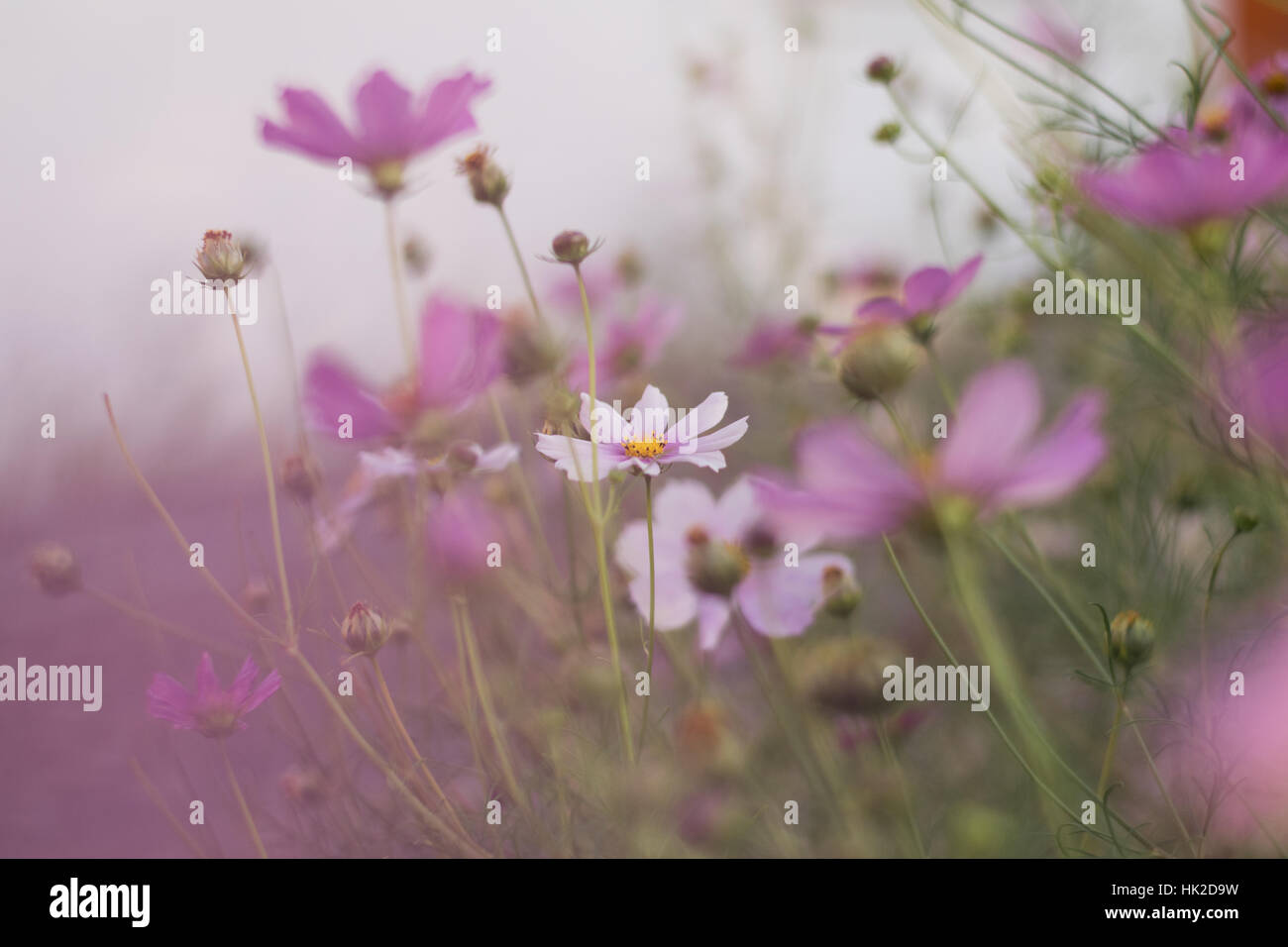 Pink and white wildflowers hi-res stock photography and images - Alamy