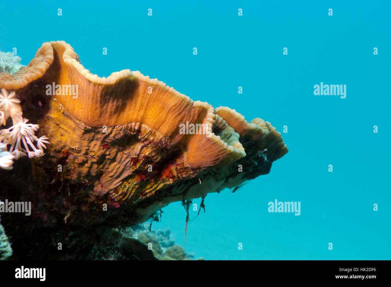 coral reef with great turbinaria reniformis on the bottom of red sea in egypt Stock Photo